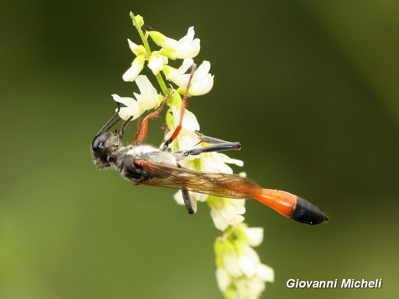 Ammophila heydeni heydeni (Sphecidae)